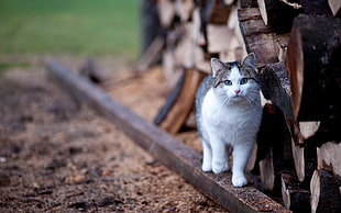grey and white tabby cat beside firewoods