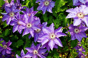 purple flowers surrounded with green leafy plants