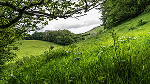 green leaves tree surrounded by green grass field under cloudy sky during day time