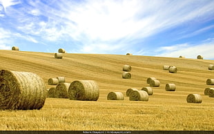 bay of hays wallpaper, landscape, haystacks, field