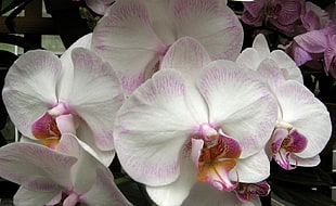 tilt lens photography of pink and white orchids