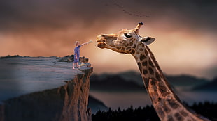 boy in purple shirt feeding giant giraffe illustration HD wallpaper