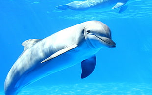 gray dolphin, dolphin, sea, underwater, animals