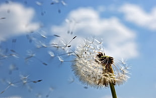 shallow focus photography of white dandelion