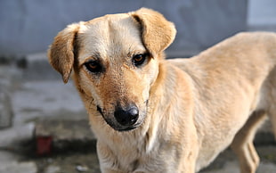 medium short-coated tan dog on focus photo HD wallpaper