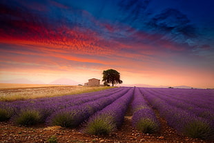 field of purple petaled flower, lavender, field, summer, trees HD wallpaper