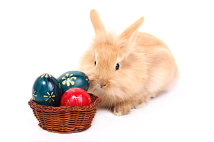 brown rabbit near basket of blue and red ornaments