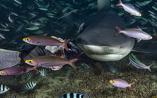 shark and fishes, shark, animals, fish HD wallpaper