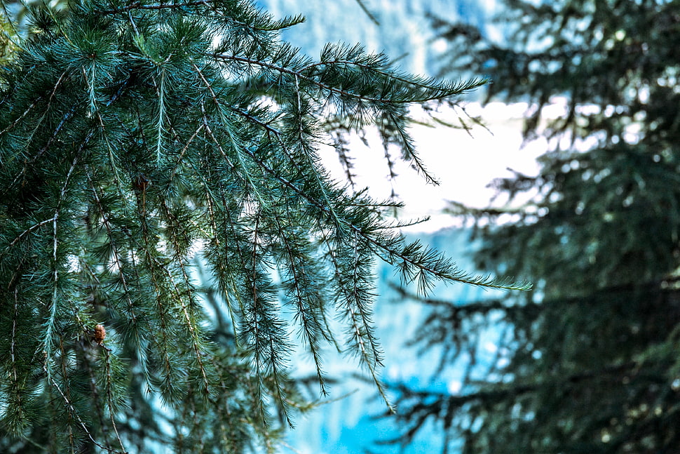 pine tree, Tree, Branch, Spines HD wallpaper
