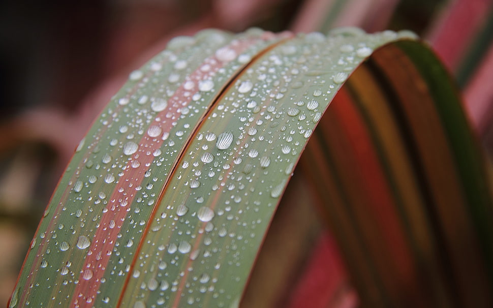 green and red leaf with waterdrops in close-up photo HD wallpaper
