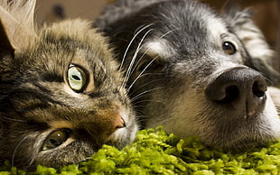 gray tabby cat and short-coated gray dog, animals, cat, dog, closeup