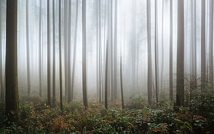 forest covered with fogs HD wallpaper