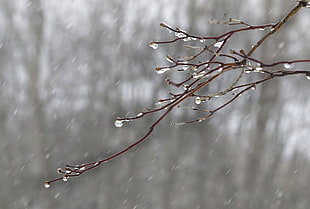 close-up photo of rain droplets on tree branches HD wallpaper