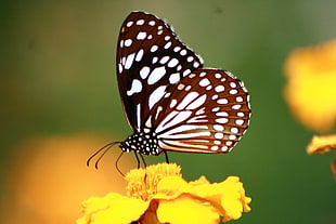 white marbled Butterfly