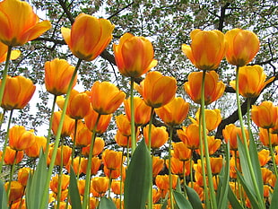 photo of tulips during daytime