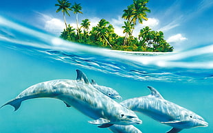 four dolphins under water