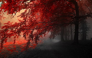 green leaf tree surrounded by fogs
