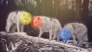gray scale photography of three wolves HD wallpaper