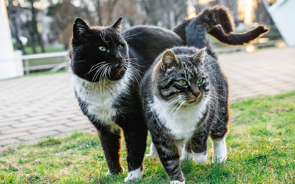 ault short-fur white-and-black cats HD wallpaper