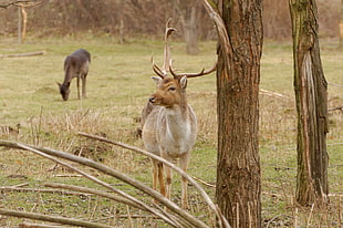 brown and white deer