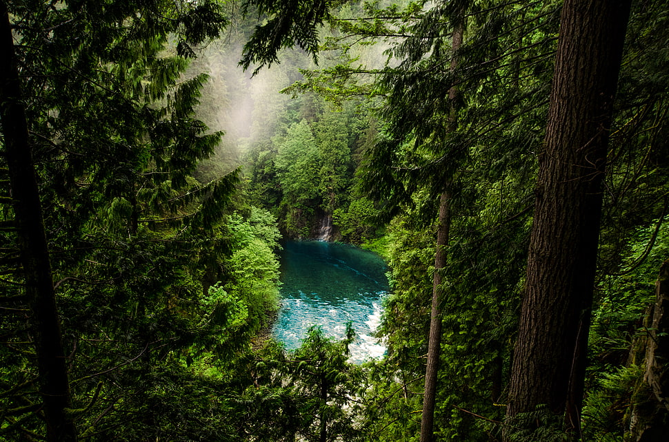 aerial view of forest with body of water HD wallpaper