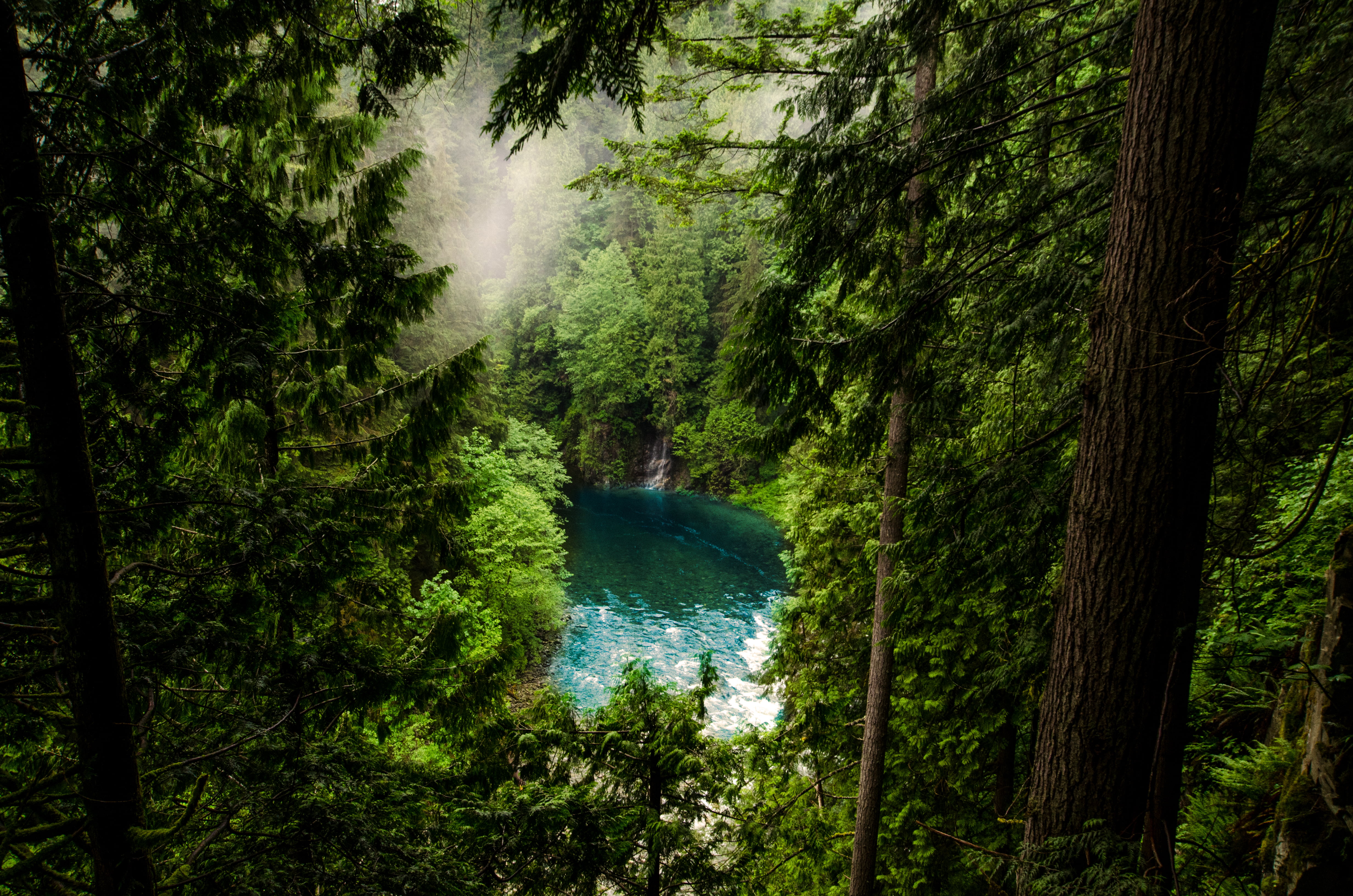 aerial view of forest with body of water