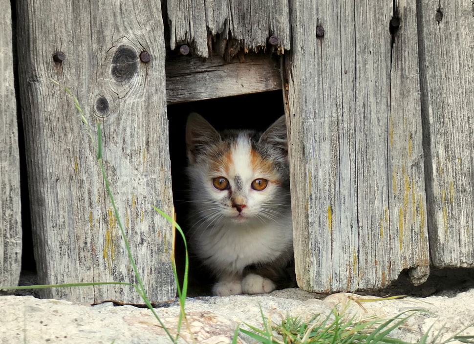 Calico kitten behind wooden fence HD wallpaper