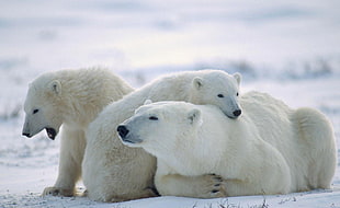 three polar bears, polar bears, animals, baby animals, snow