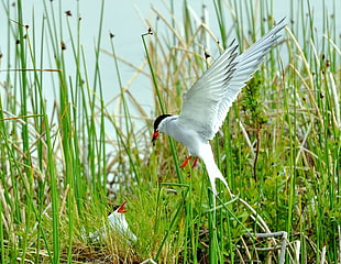 flying white bird towards grass