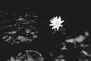 gray scale photo of lotus flower
