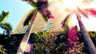 palm tree, Miami, palm trees, Florida HD wallpaper