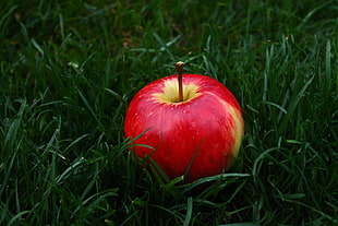 red apple fruit, Apple, Fruit, Grass
