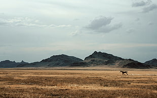 black horse, horse, mountains, sky, field HD wallpaper