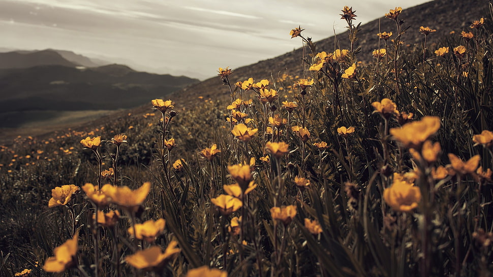 yellow flower selective-focus photo HD wallpaper