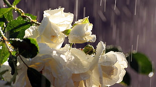 white Roses in bloom close-up photo