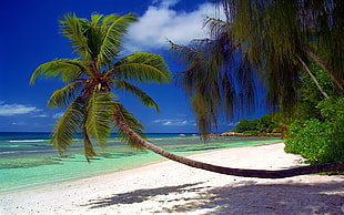 green palm tree, nature, landscape, beach, palm trees HD wallpaper