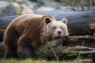 brown bear laying on log HD wallpaper