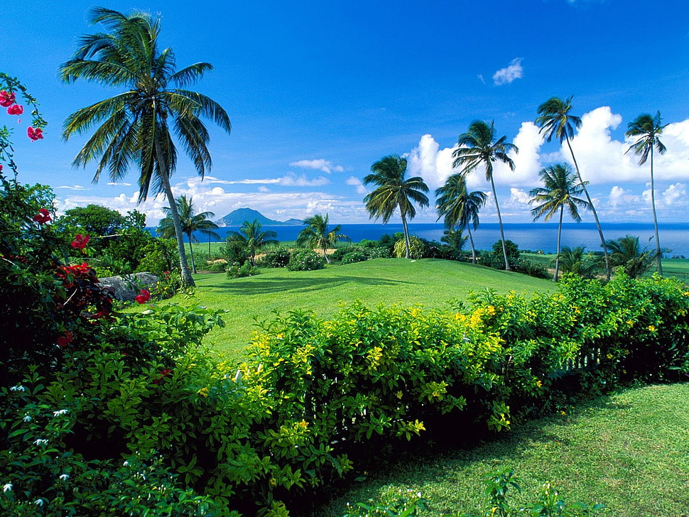 green coconut tree, landscape, palm trees, sky HD wallpaper