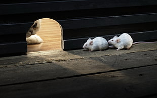 two white mouse, animals, wooden surface, mice, cat