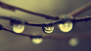 five dews, nature, water drops, macro, reflection