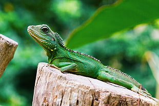 green iguana HD wallpaper