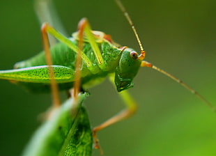 close up photography of grass hopper