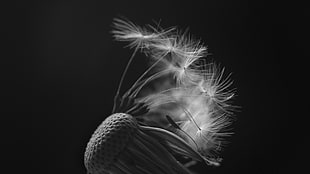 grayscale photography of dandelion