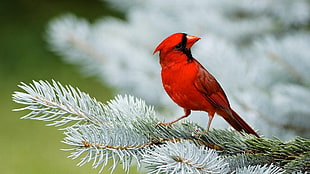 cardinal bird, animals, birds, Cardinals HD wallpaper