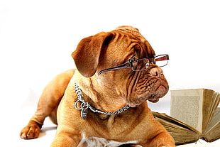 Dogue De Bordeaux wearing eyeglasses near book