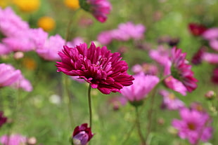 macro shot photography of purple daisy