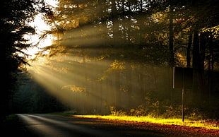 photo of road beside trees during daytime
