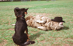 two black shorts coated dogs near white sheep during daytime