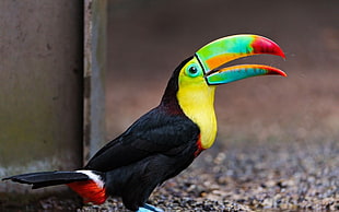 focus photography of black and yellow Tucan