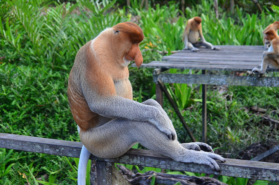 brown and gray monkeys HD wallpaper